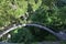 Visitors exploring the Capilano Cliff Walk through rainforest. The popular suspended walkways juts out from the granite cliff