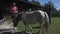 Visitors with little kids petting a pony mane follows the trainer on a leash. Beautiful pony in a petting zoo on the