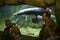 Visitors see Australian Lungfish or Queensland lungfish in aquarium at Leipzig zoo, Germany. November 2019