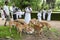 Visitors to ancient site of Polonnaruwa in Sri Lanka feed the local dogs their left over food.