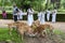 Visitors to ancient site of Polonnaruwa in Sri Lanka feed the local dogs their left over food.