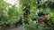 Visitors wearing mask enjoying themselves at a garden with variety of tropical green plants near Kenneth Square, Pennsylvania, U.S