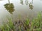 Visual acuity of small tadpoles in Xi`an Heming Lake Wetland Park
