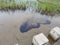 Visual acuity of small tadpoles in Xi`an Heming Lake Wetland Park