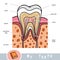 Visual dictionary for children about teeth. Educational poster about parts of tooth