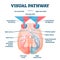 Visual pathway medical vector illustration diagram