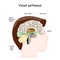 Visual Pathways and Optic nerve anatomy