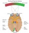 The visual projection pathway