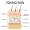 Visual representation of young skin.