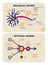 Visual schemes of biological and artificial neurons. Neural network elements. Vector illustration.