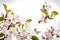 Visualize a captivating scene of apple flowers in full spring blossom