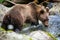 Vital Brown bear standing in river and drinking water