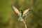 Vital european bee-eater landing with wings open wide in summer nature