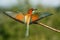 Vital european bee-eater, merops apiaster, landing with wings open wide in summer nature.