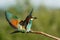 Vital european bee-eater, merops apiaster, landing with wings open wide in summer nature.