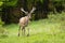 Vital red deer stag with new antlers covered in velvet walking forward on glade