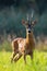 Vital roe deer buck standing on meadow in summer from front