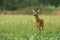 Vital roe deer buck standing on meadow in summer nature.