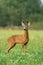 Vital roe deer male standing on field during the summer.