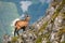 Vital tatra chamois climbing rocky hillside in mountains