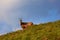 Vital tatra chamois, rupicapra rupicapra tatrica, climbing rocky hillside in mountains. Wild mammal looking in High Tatras