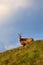 Vital tatra chamois, rupicapra rupicapra tatrica, climbing rocky hillside in mountains. Wild mammal looking in High Tatras