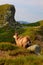 Vital tatra chamois, rupicapra rupicapra tatrica, climbing rocky hillside in mountains. Wild mammal looking in High Tatras