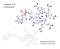 Vitamin B12 Cobalamin - 3d illustration of molecular structure