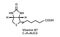 Vitamin B7 Biotin molecular structure. Vitamin B7 Biotin skeletal chemical formula. Chemical molecular formulas