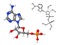 Vitamin B8 molecule with chemical formula