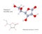 Vitamin C Ascorbic acid - 3d illustration of molecular structure