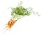 Vitamin Injection (Carrots)