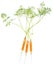 Vitamin Injection (Carrots)
