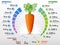 Vitamins and minerals of carrot tuber