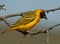 Vitelline masked weaver