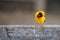 Vitelline masked weaver or Ploceus vitellinus