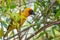 Vitelline Masked-weaver - Ploceus vitellinus