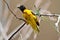 Vitelline Masked Weaver, Ploceus vitellinus on a perch