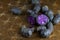 Vitelotte, french purple potatoes sliced in half with a knife on wooden board at rustic kitchen table. Blue variety of popular pot