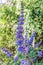 Vitex agnus-castus, also called vitex, chaste tree