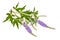 Vitex agnus-castus, chaste tree or chastetree, chasteberry, Abraham`s balm, lilac chastetree or monk`s pepper