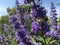 Vitex, Chaste Tree Blossoming with Purple Flowers in Bright Sunlight in July at Coney Island in Brooklyn, New York, NY.