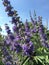 Vitex, Chaste Tree Blossoming with Purple Flowers in Bright Sunlight in July at Coney Island in Brooklyn, New York, NY.