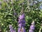 Vitex, Chaste Tree Blossoming with Purple Flowers in Bright Sunlight in July at Coney Island in Brooklyn, New York, NY.