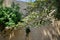 Vitex trifolia blooms in August. Rhodes Island, Greece