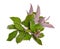 Vitex trifolia var purpurea. Isolated on white background