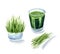 Vitgrass or wheatgrass, wheat sprouts juice, green coctail