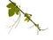 Viticulture of Gran Canaria - new shoots  on vine plants