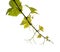 Viticulture of Gran Canaria - new shoots  on vine plants