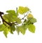 Viticulture of Gran Canaria - new shoots  on vine plants